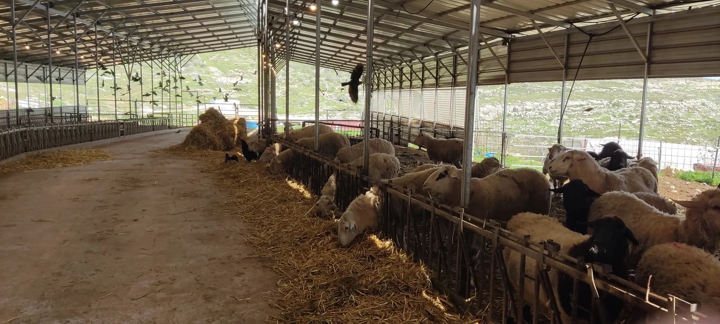 דיר כבשים בחוות יתדות, ליד היישוב חוות גלעד. צילום: לגור ביו"ש
